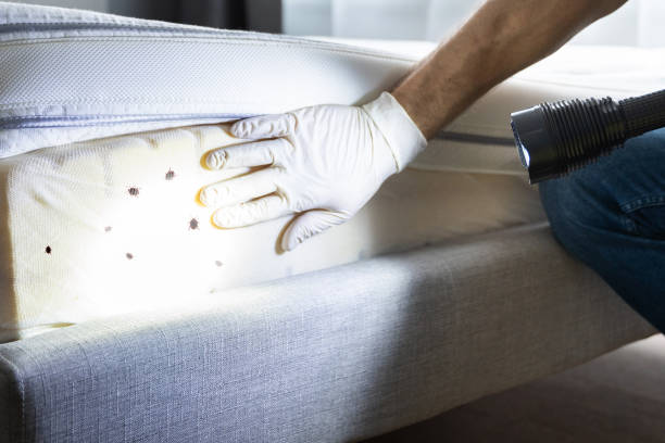 Best Mosquito Control Services  in Tavares, FL