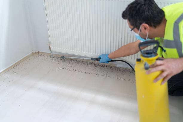 Best Rat Extermination Near Me  in Tavares, FL